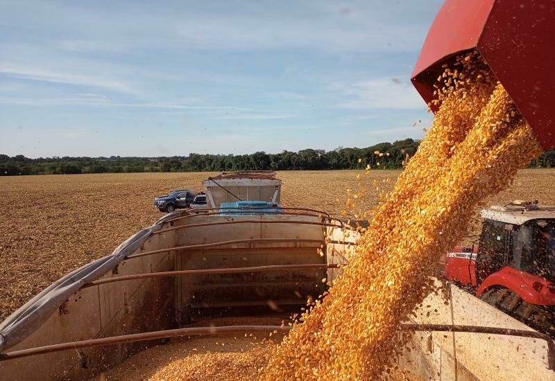 Imagem de compartilhamento para o artigo Colheita do milho segunda safra 2023/2024 começa em Mato Grosso do Sul da MS Todo dia